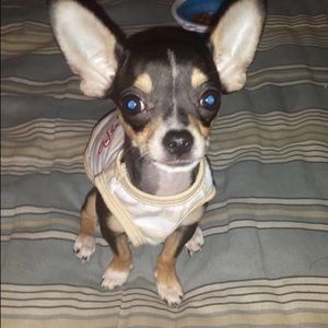 Meet your Posher, Ronnie